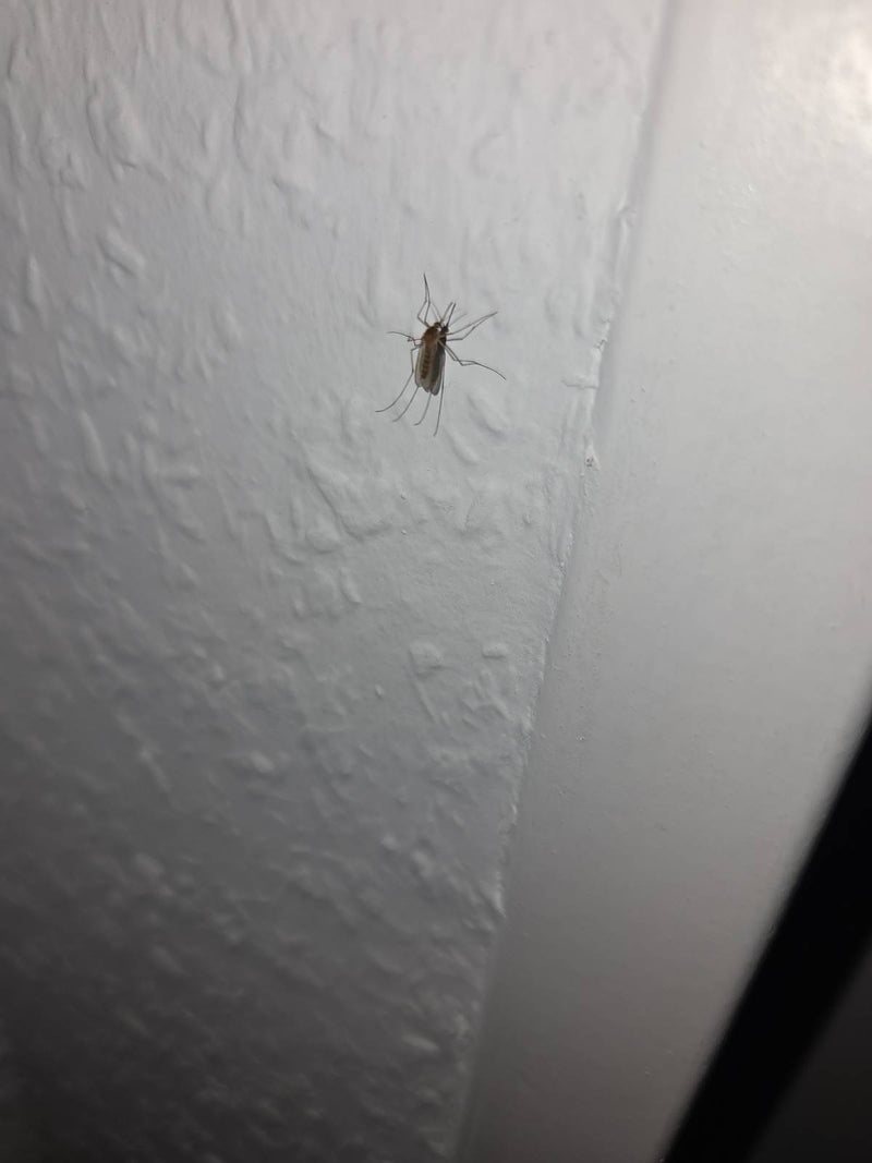 Chironomide — Bild 1
