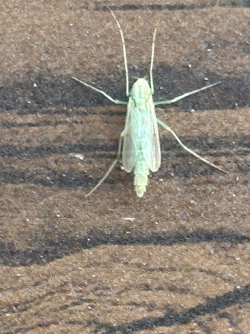 Chironomide — photo 1 sur 11