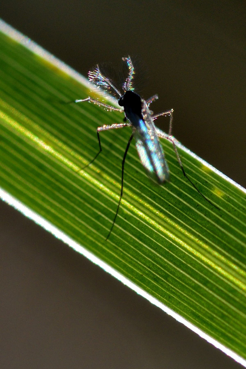 Chironomide — photo 2 sur 11
