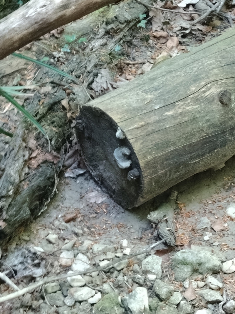Champignon de l'amadou — Bild 1