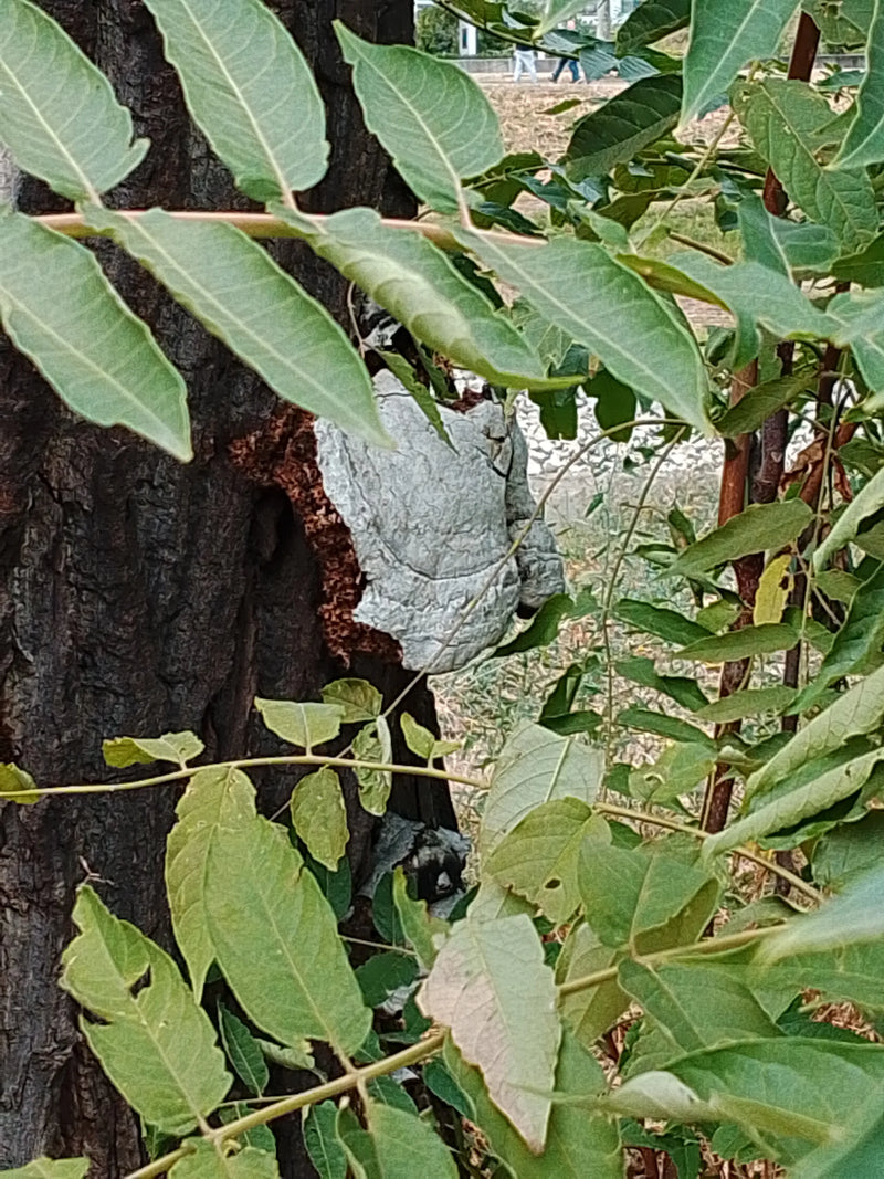On aperçoit le carpophore gris et en forme de sabot de l'amadouvier poussant sur un tronc d'arbre. Au premier plan, des feuilles vertes cachent partiellement...