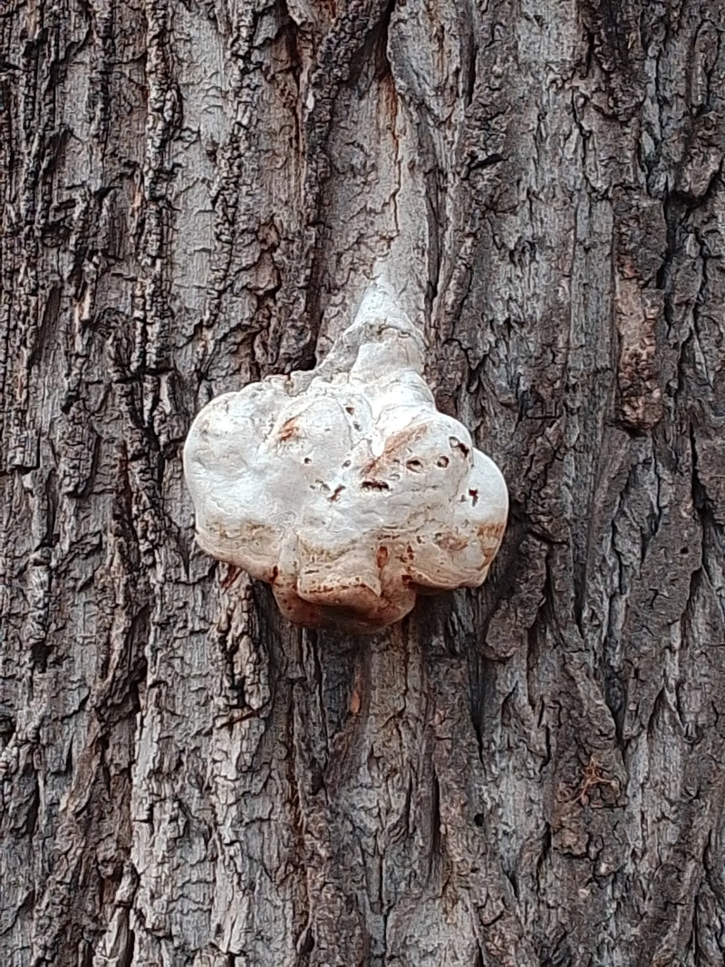 On peut voir un jeune carpophore d'amadouvier fixé solidement sur l'écorce d'un arbre. Le champignon clair et bulbeux pousse directement sur le tronc.