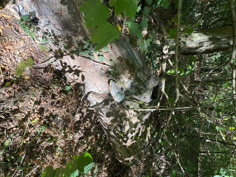 Un amadouvier pousse clairement visible sur l'écorce d'un tronc d'arbre moussu et couché dans la forêt. Le corps fructifère ligneux présente la forme de chap...