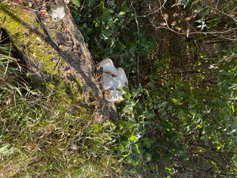 Un sporophore gris-blanchâtre d'amadouvier pousse sur un tronc d'arbre mort et moussu en forêt.