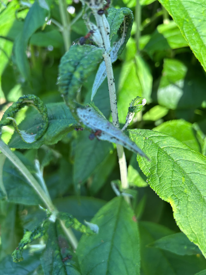Plusieurs fourmis marchent sur les feuilles vertes et les tiges d'une plante.