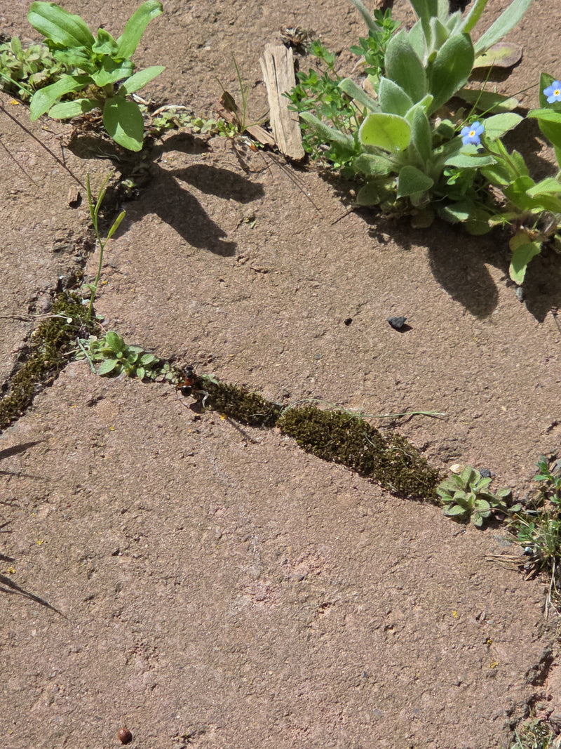 Une fourmi bicolore marche sur un sol pierreux avec de la mousse et de petites plantes. L'insecte est visible en vue plongeante.