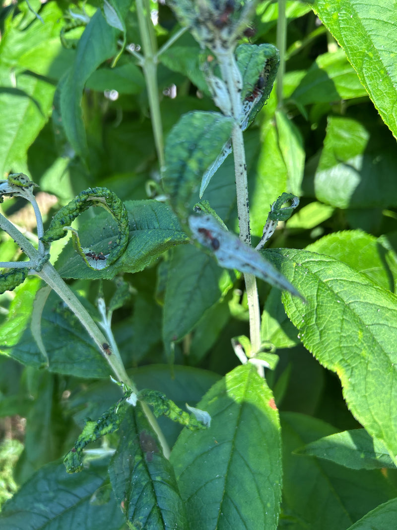 Plusieurs fourmis bicolores rampent sur les feuilles et les tiges de plantes vertes. Les feuilles sont partiellement enroulées.
