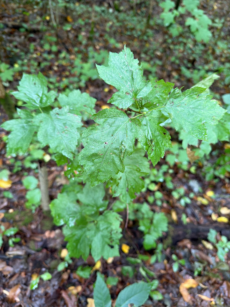 Aubépine à deux branches (variété 'Paul's Scarlet') — Bild 1
