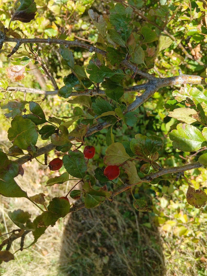 Rameaux d'une aubépine épineuse portant des feuilles et des fruits rouges mûrs à la lumière du soleil.