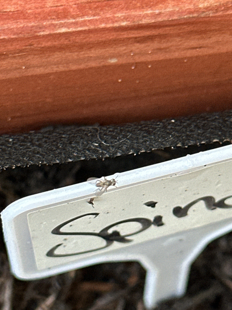 les sceptiques — Bild 4