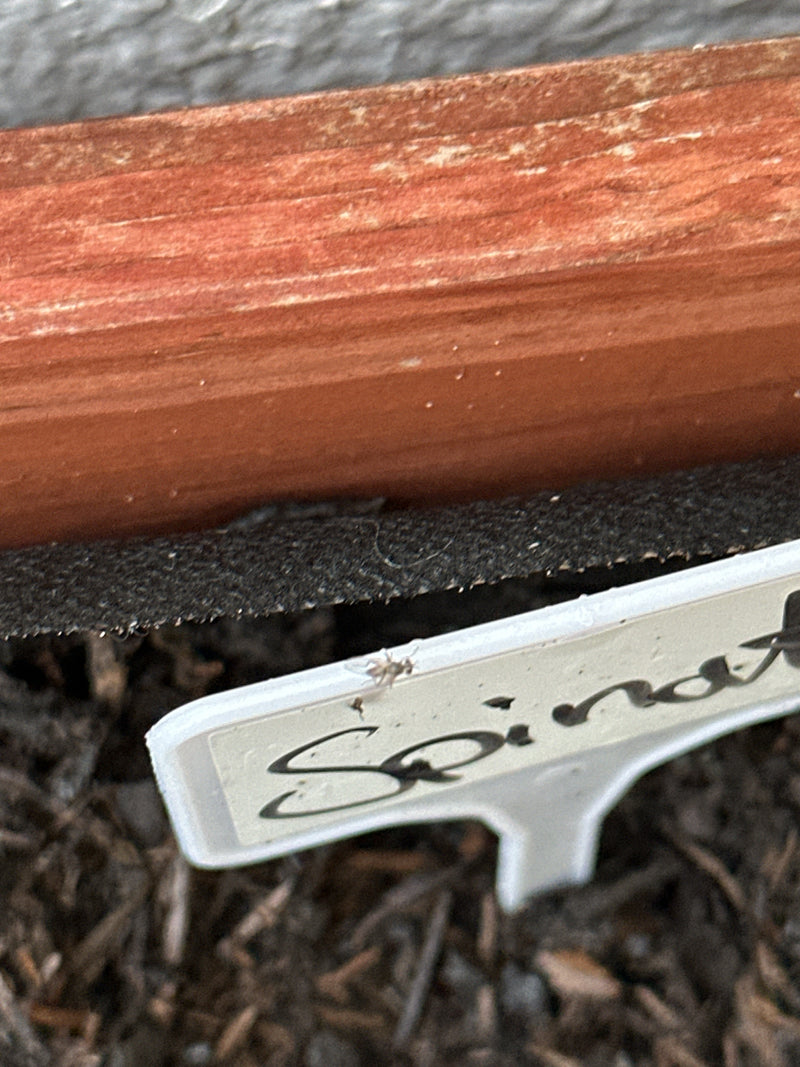 les sceptiques — Bild 3