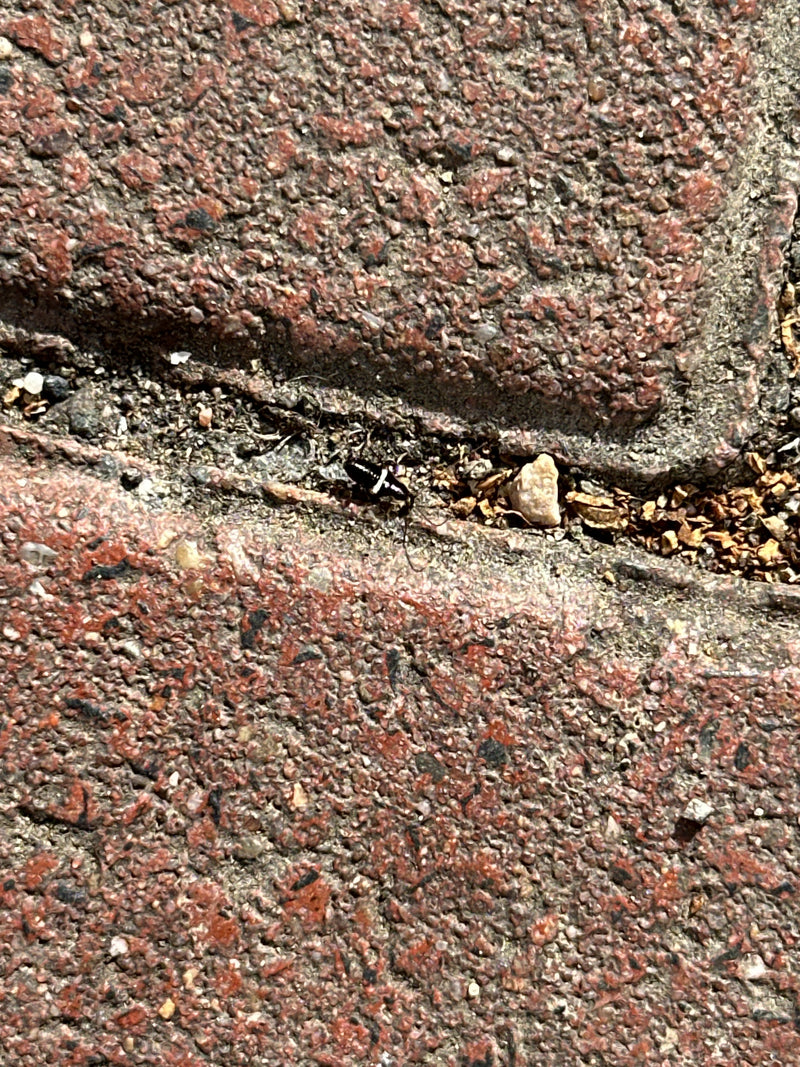 Carabe à deux taches — Bild 1