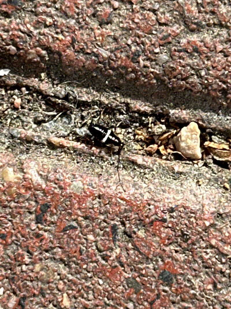 Carabe à deux taches — Bild 2