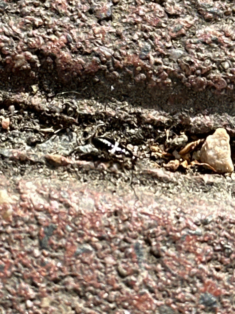 Carabe à deux taches — Bild 3