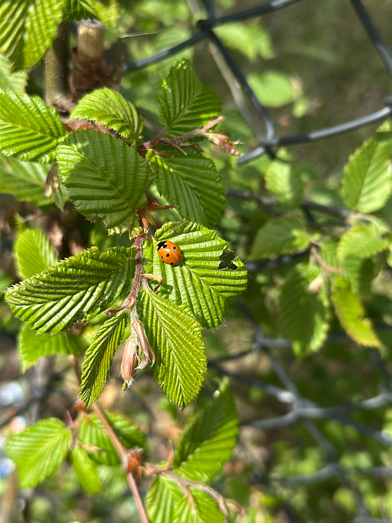 Coccinelle de l'épinette à deux points — Bild 2