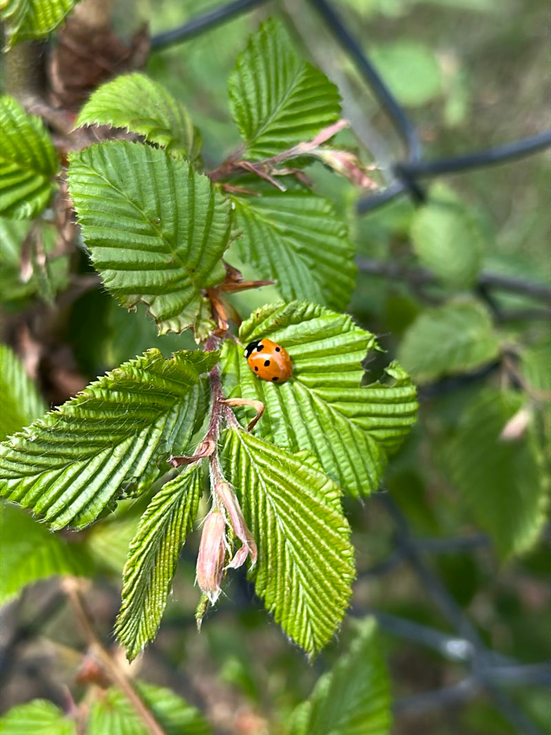 Coccinelle de l'épinette à deux points — Bild 1
