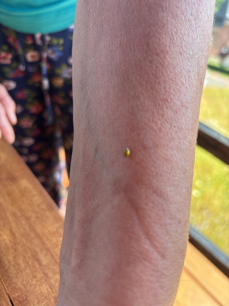 Coccinelle à vingt-deux points — Bild 2