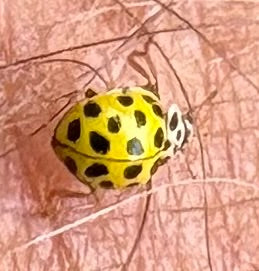 Coccinelle à vingt-deux points — photo 2 sur 3