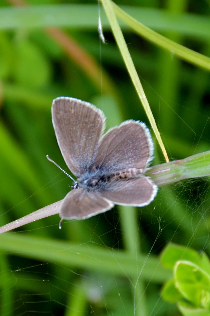 Bleuet nain — Bild 1