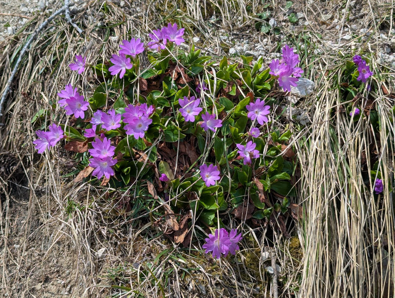 Primevère naine — Bild 1