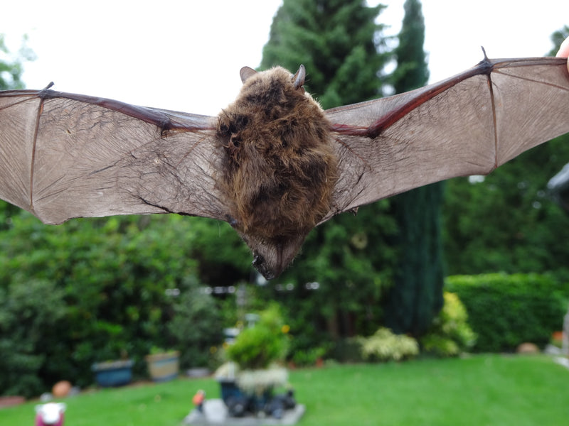 Chauve-souris pygmée — Bild 1