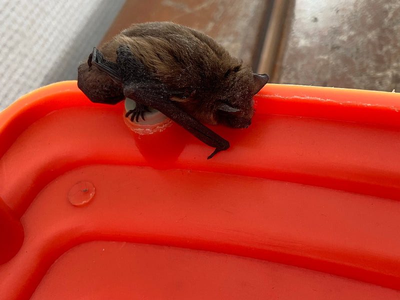 Chauve-souris pygmée — photo 3 sur 3