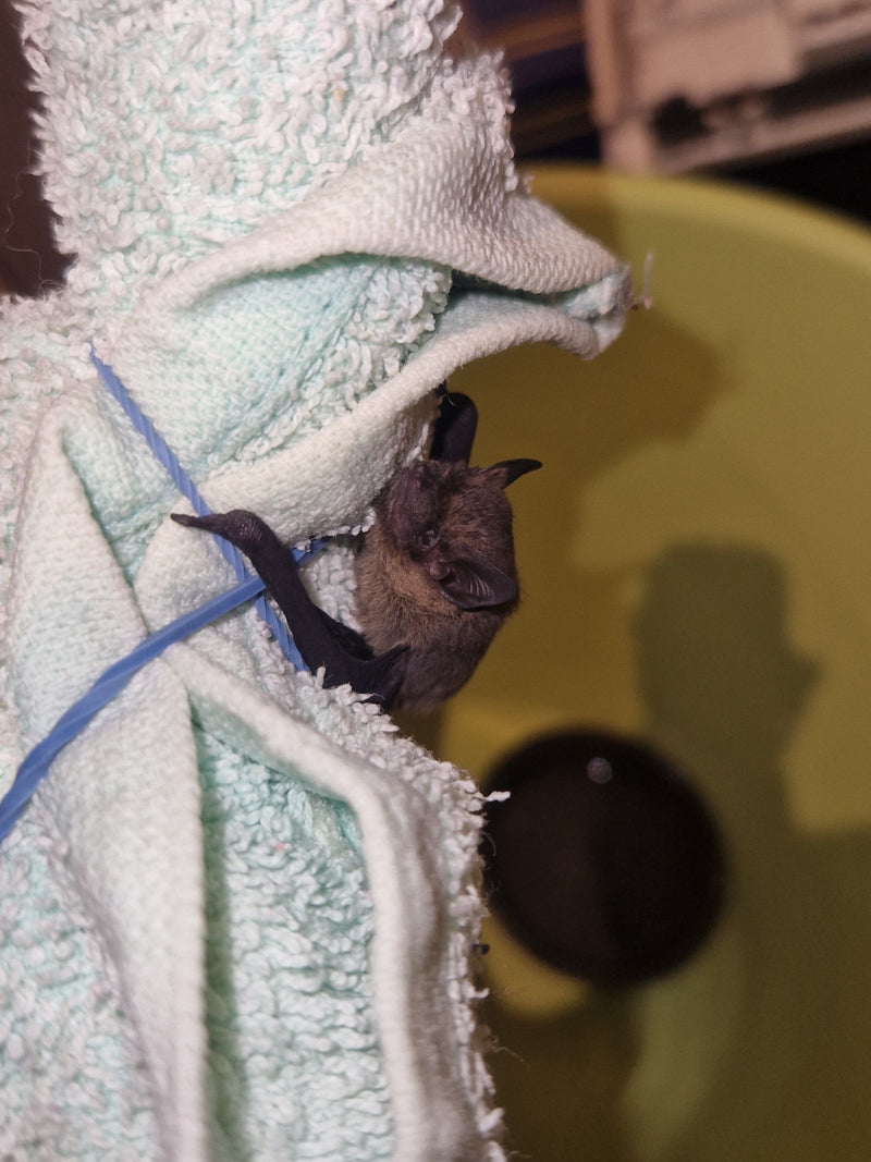 Chauve-souris pygmée — photo 1 sur 3