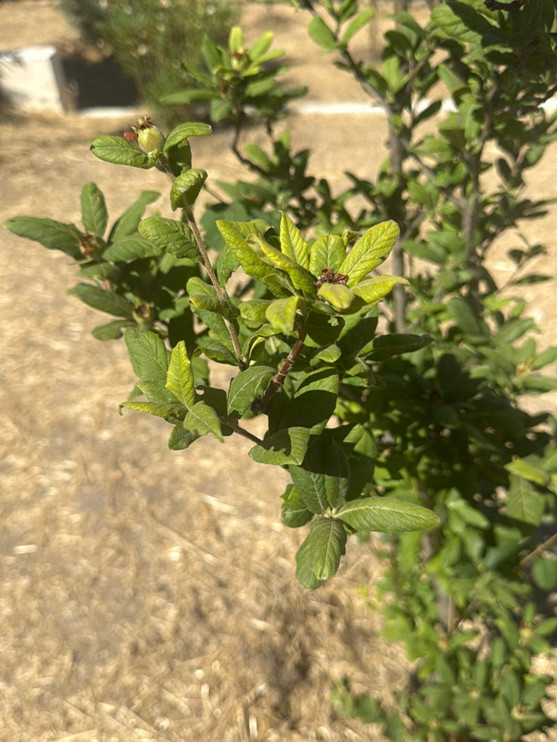 Cotonéaster — Bild 3