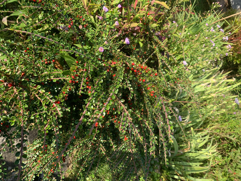 Cotonéaster — photo 1 sur 5