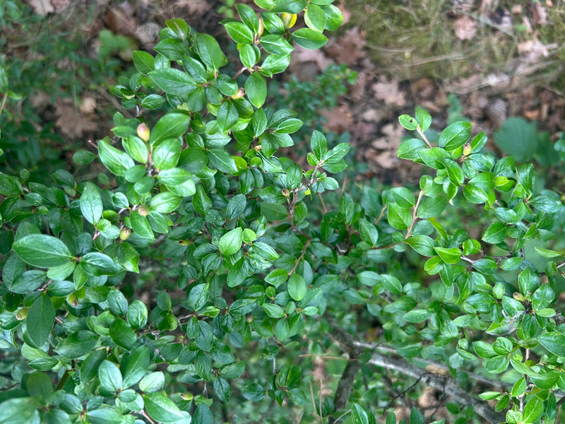Cotonéaster — photo 4 sur 5