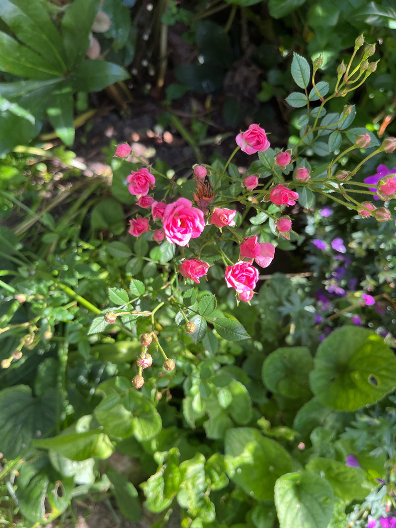 Rose naine — Bild 4