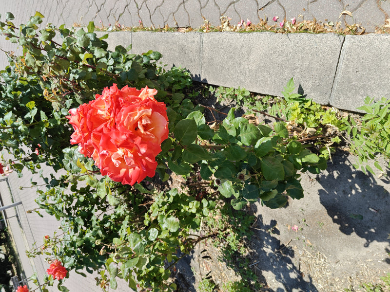 Rose naine — Bild 2