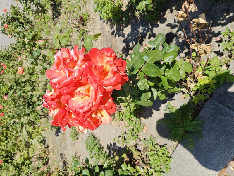 Rose naine — Bild 3