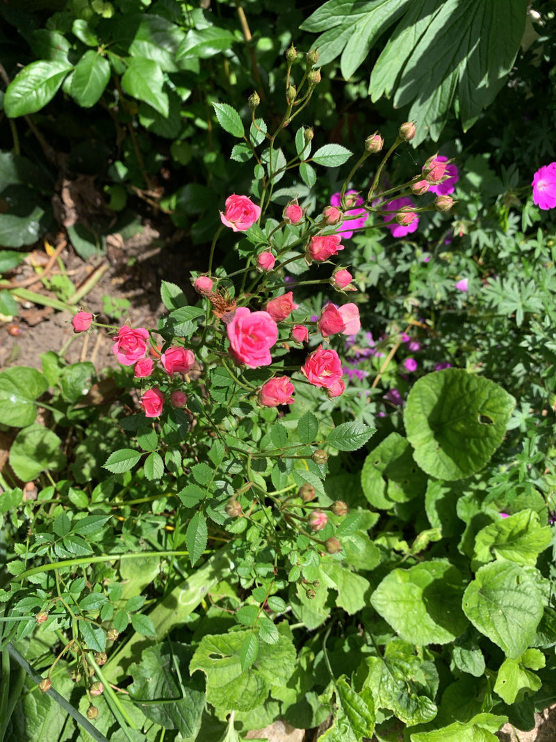 Rose naine — Bild 1