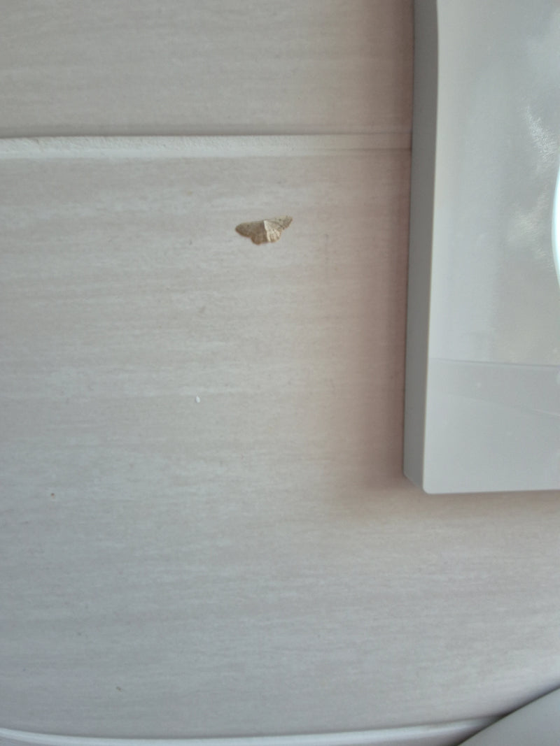 papillon nain (genre) — Bild 1