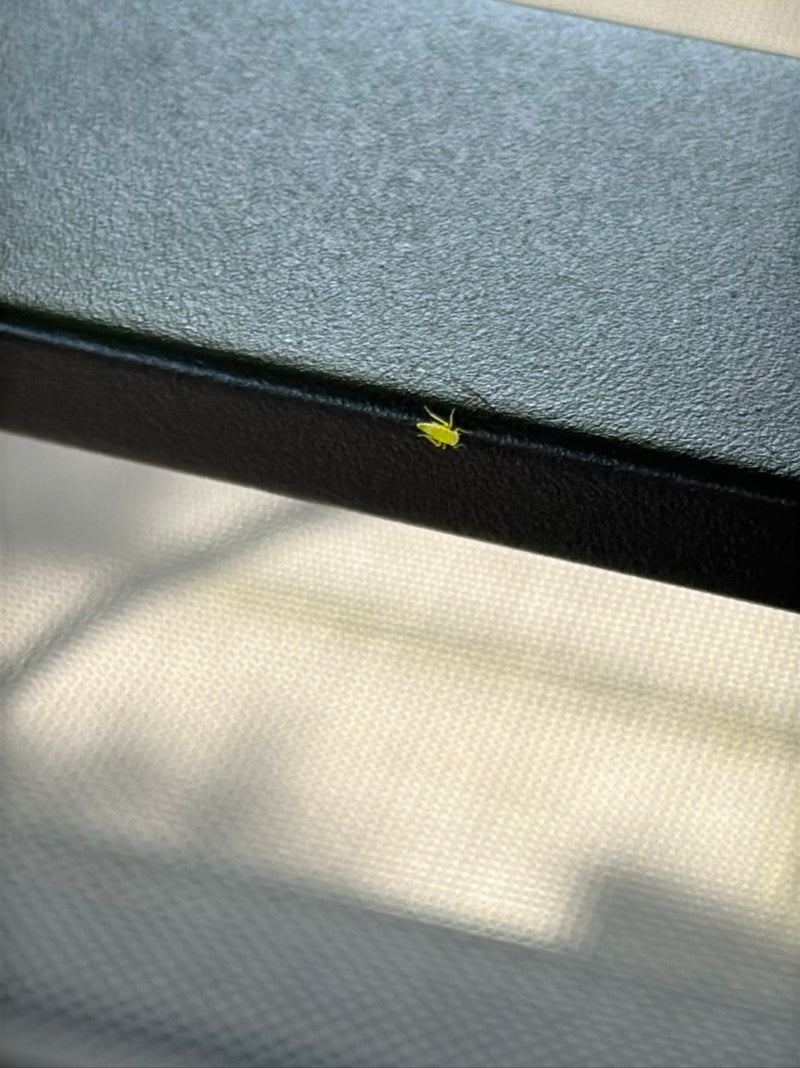 Cigale pygmée — Bild 2