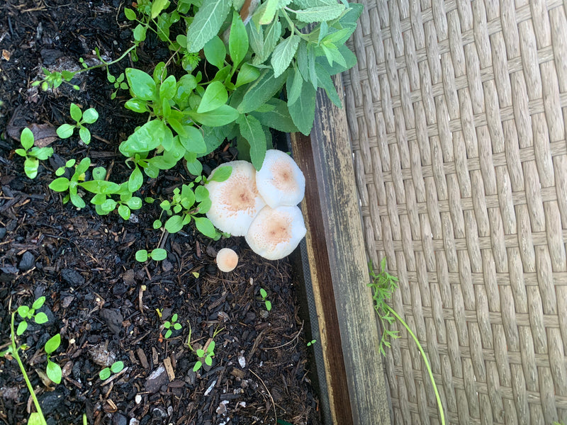 Zwiebelfüßiger Faltenschirmling — photo 1 sur 1