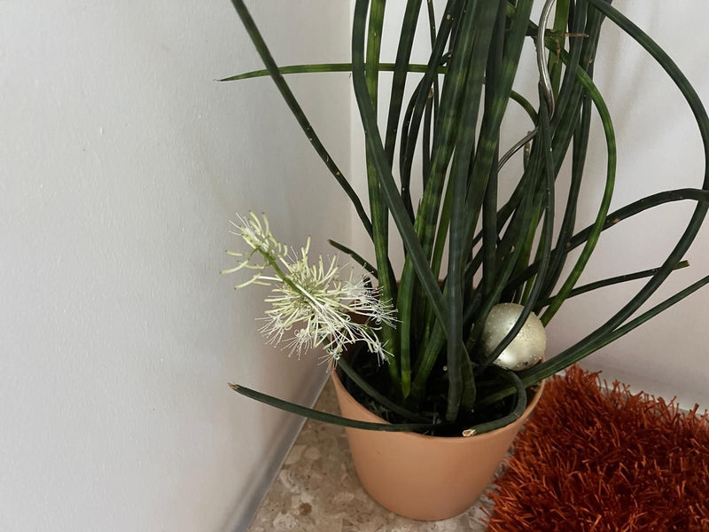 L'image montre une sansevière cylindrique dans un pot de fleurs avec des feuilles dressées et cylindriques et une inflorescence en fleurs. La plante se trouv...