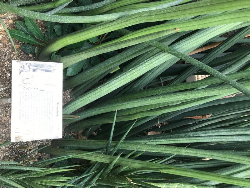 L'image montre les feuilles longues, cylindriques et succulentes de la sansevière cylindrique dans un parterre. Un panneau d'information blanc est visible à ...