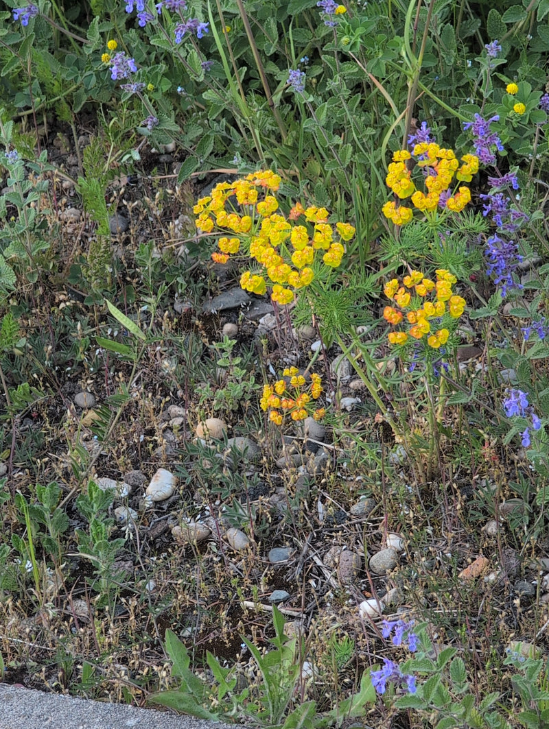 Euphorbe cyprès — Bild 1