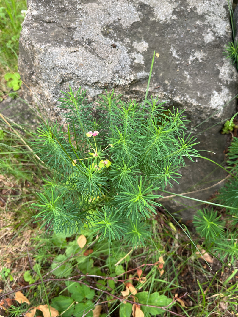On y voit une euphorbe cyprès avec ses fines feuilles caractéristiques en forme d'aiguilles, poussant devant une grande pierre. La plante présente sa forme d...
