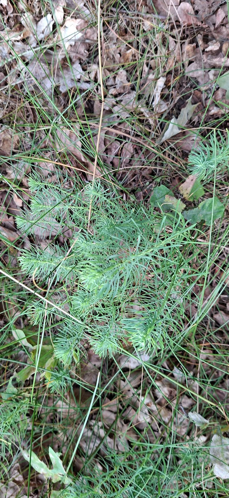 L'image montre une euphorbe cyprès vue d'en haut sur un sol forestier recouvert de feuilles et d'herbe. Les fines feuilles de la plante sont clairement visib...