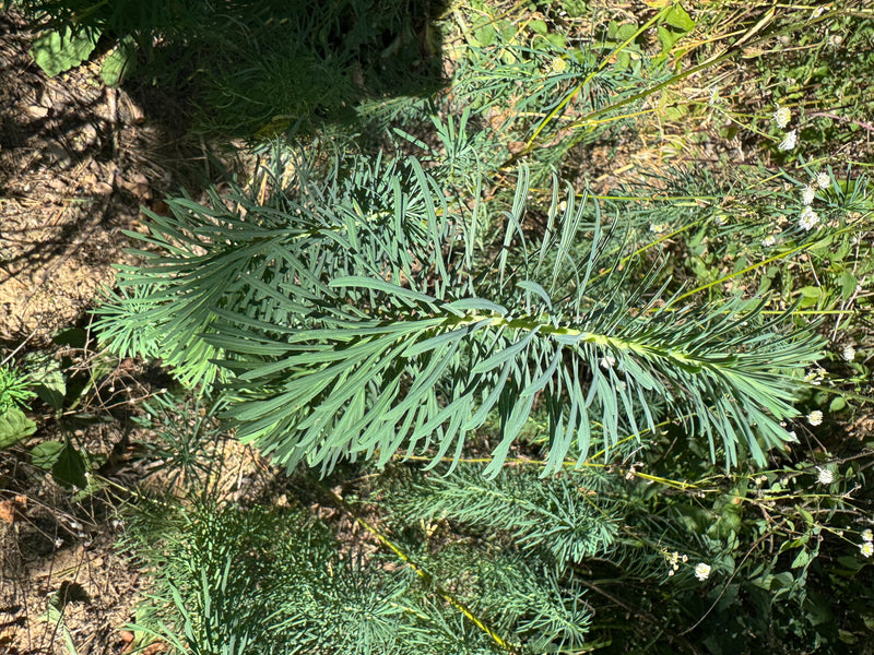 L'image montre une euphorbe cypressine avec ses feuilles typiques en forme d'aiguilles. La plante pousse dans un environnement ensoleillé sur un sol sec.
