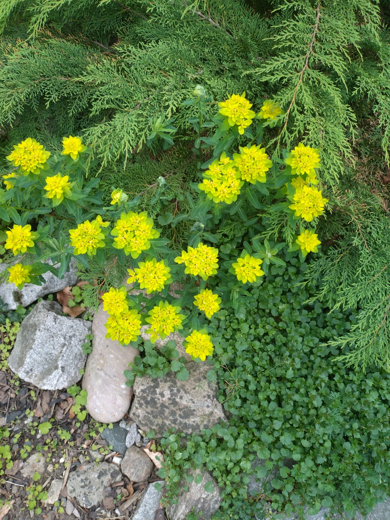L'euphorbe cyprès présente ses inflorescences jaune vif caractéristiques. Elle pousse dans un environnement de pierres, de terre et de conifères.