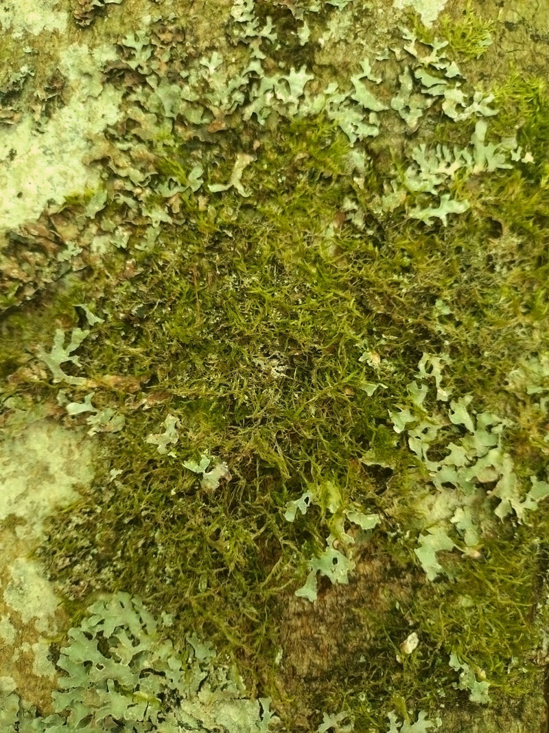 Mousse de sommeil de cyprès — Bild 2