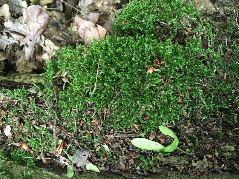 On aperçoit un coussin vert et dense de l'hypne cyprésiforme, poussant sur du bois mort et le sol forestier. Les feuilles caractéristiques incurvées sont bie...