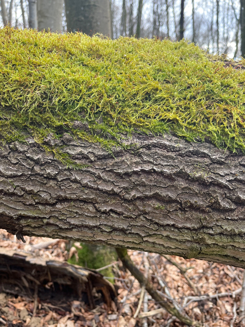 Un tapis dense de l'hypne cyprès pousse sur l'écorce rugueuse d'un tronc d'arbre couché. Une forêt claire est visible en arrière-plan.