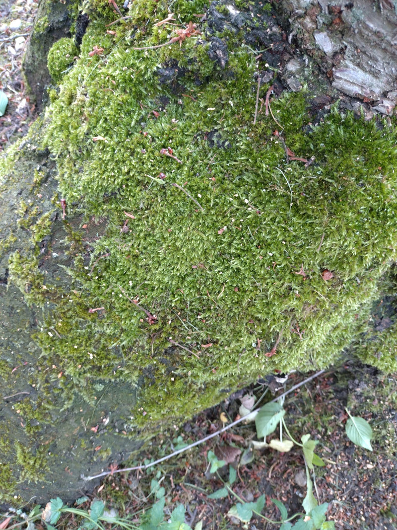 L'image montre un tapis dense de l'hypne des cyprès poussant sur l'écorce d'un arbre.