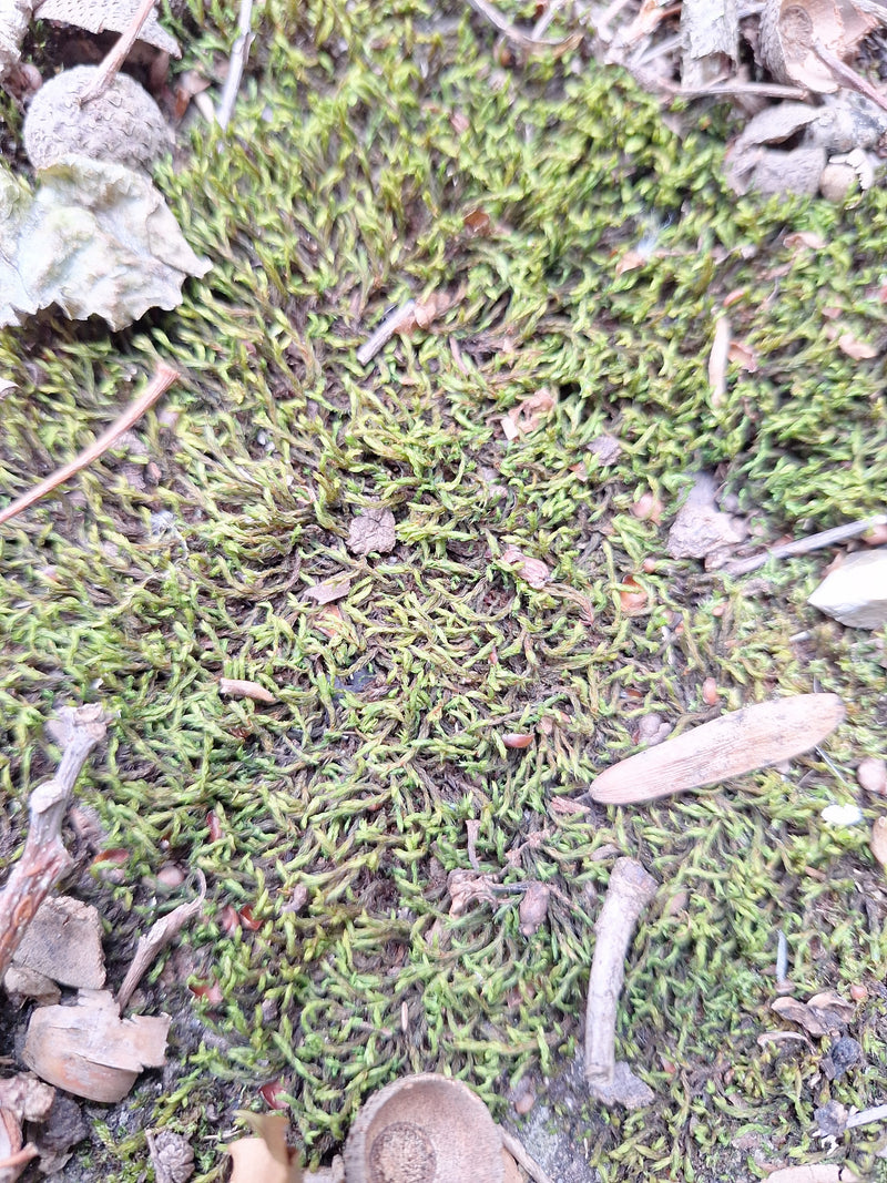 L'image montre un tapis dense de mousse en forme de cyprès sur le sol de la forêt, parsemé de petites branches et de feuilles.