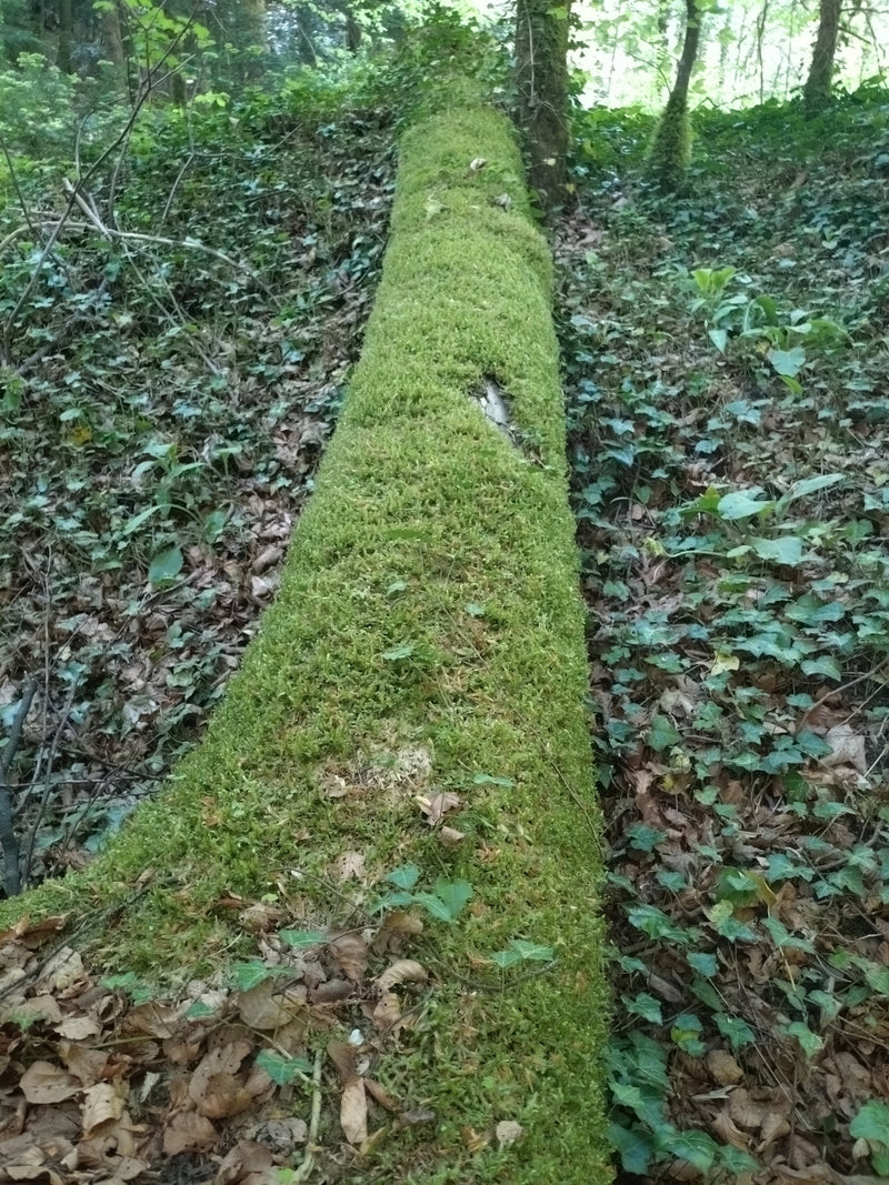 Mousse de sommeil de cyprès — Bild 1